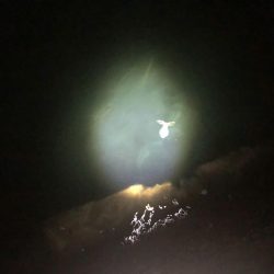 ヒラメ アオリイカ