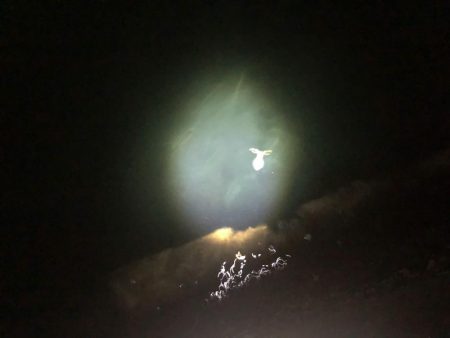 ヒラメ アオリイカ