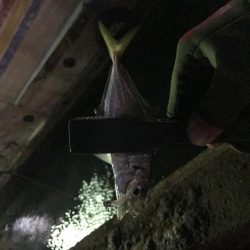 連夜のアジング
