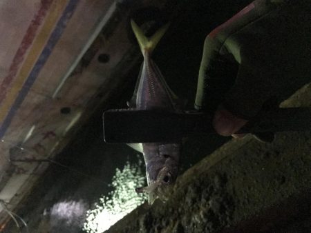 連夜のアジング