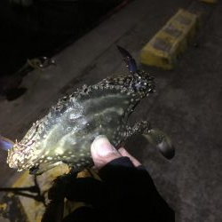 ヒイカ釣りに来たのにはずが….