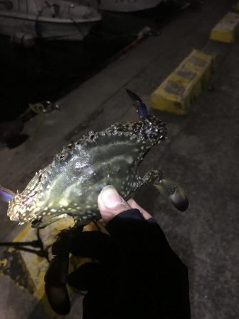 ヒイカ釣りに来たのにはずが….