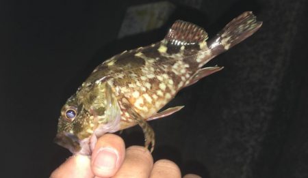 ショアジグ不発