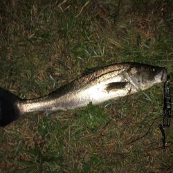 荒喰いシーバス