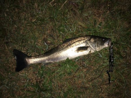 荒喰いシーバス