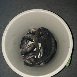 アイナメ38センチ