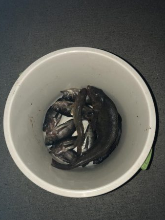 アイナメ38センチ