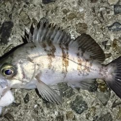 チビメバルラッシュ