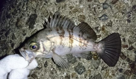 チビメバルラッシュ