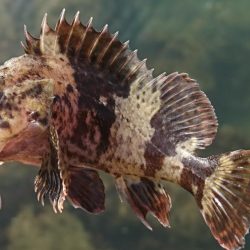 江井ヶ島漁港・根魚