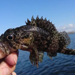 江井ヶ島漁港・穴釣り