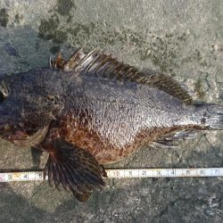 江井ヶ島漁港・根魚