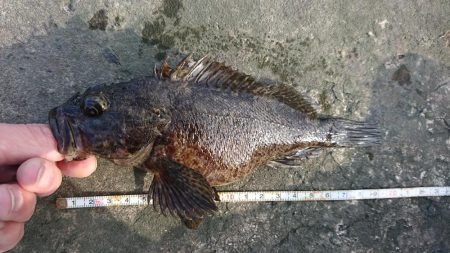 江井ヶ島漁港・根魚