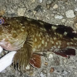 でかいガシラ！