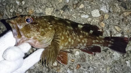 でかいガシラ！