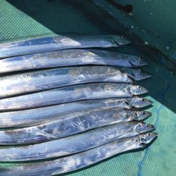 海南発の遊漁船「釣り心」さんで太刀魚ジギング
