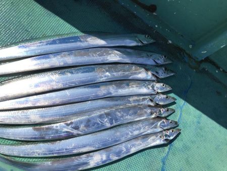 海南発の遊漁船「釣り心」さんで太刀魚ジギング