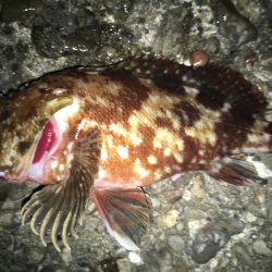 ガシラまつり♪