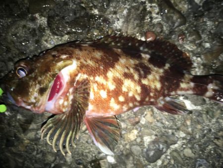 ガシラまつり♪