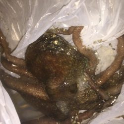 ヒイカなかなか釣れん！