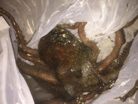 ヒイカなかなか釣れん！