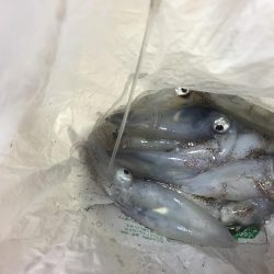 ヒイカ　リベンジ