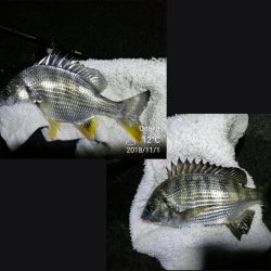 南港カモメ大橋ヘチ釣行 （キビレ30cm、ガシラ、他釣果有り）