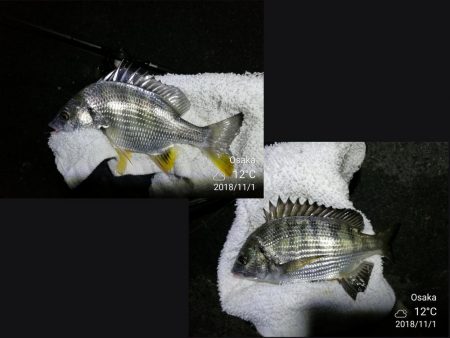 南港カモメ大橋ヘチ釣行 （キビレ30cm、ガシラ、他釣果有り）