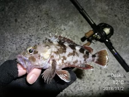 南港フェリーヘチ釣り (キビレ33cm,29cm,27cm ガシラ 釣果有り)