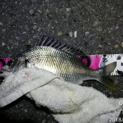 南港フェリーヘチ釣り （キビレ42cm,28cm, ガシラ 釣果有り）