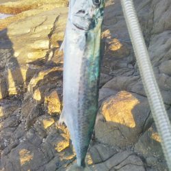 地磯でサゴシのミノー