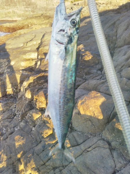 地磯でサゴシのミノー