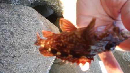 穴釣りとエギング