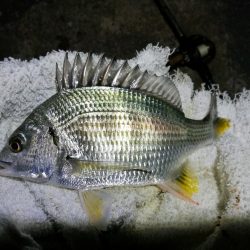 南港カモメ大橋ヘチ釣行 (キビレ36cm、ガシラ、他釣果有り)