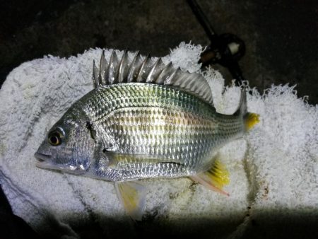 南港カモメ大橋ヘチ釣行 (キビレ36cm、ガシラ、他釣果有り)