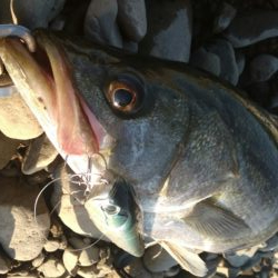 落ち鮎パターン制したり‼