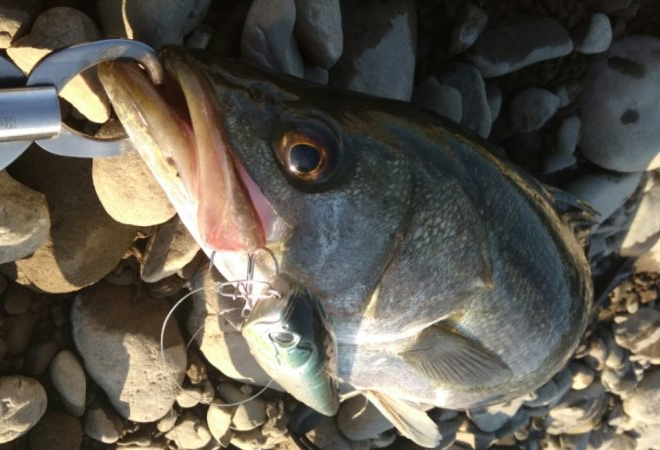 落ち鮎パターン制したり‼