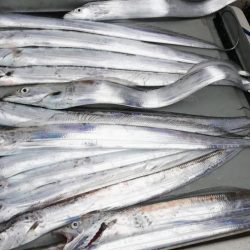 タチウオジギング