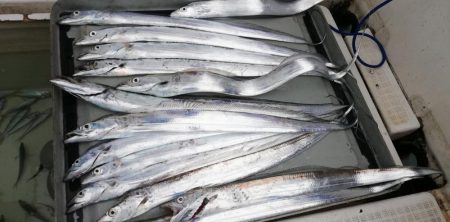 タチウオジギング