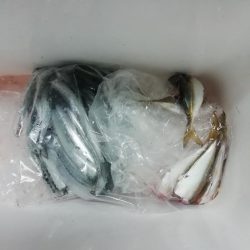 サヨリ~バシャバシャ