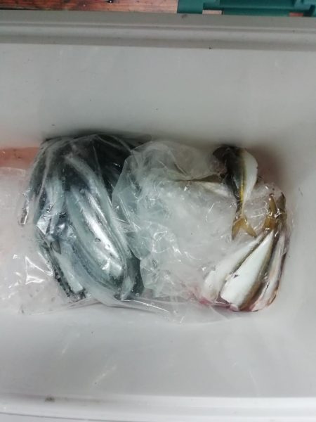 サヨリ~バシャバシャ