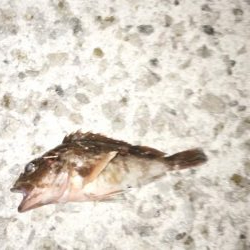 淡路島アジング