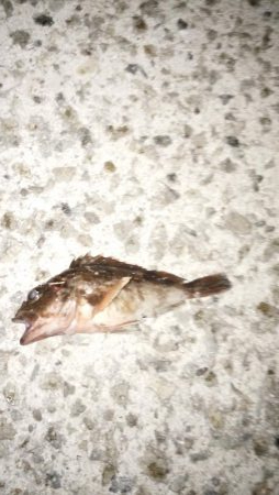 淡路島アジング