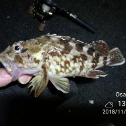 南港カモメ大橋ヘチ釣行 （キビレ42cm、ガシラ　釣果有り）