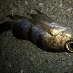 アジング終盤戦