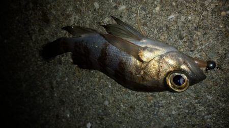 アジング終盤戦