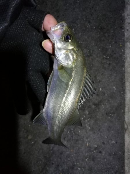 南港カモメ大橋ヘチ釣行 （キビレ31cm、…