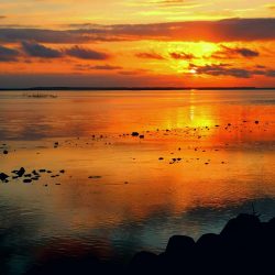 カマスのシーバスインかも