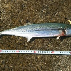 今日も敦賀湾はナブっていました