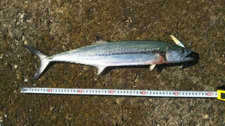 今日も敦賀湾はナブっていました